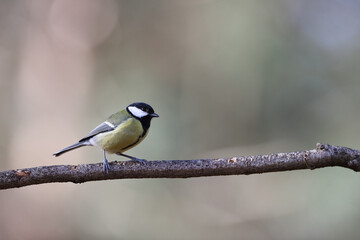 Great tit in a park in Paris Ile de France France.