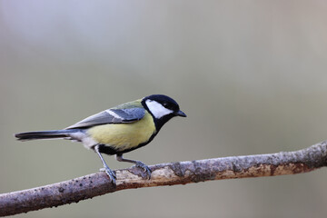 Obraz premium Great tit in a park in Paris Ile de France France.