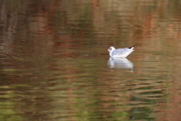 Black-headed gull in a park in Paris Ile de France France.