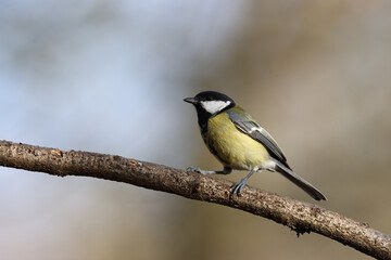 Great tit in a park in Paris Ile de France France.