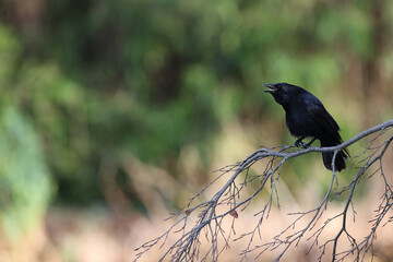 Black crow in a park in Paris Ile de France France.