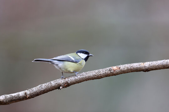Great tit in a park in Paris Ile de France France.