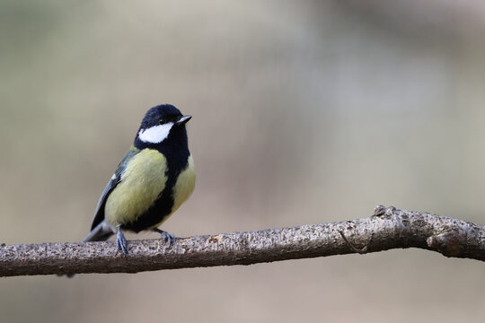 Great tit in a park in Paris Ile de France France.
