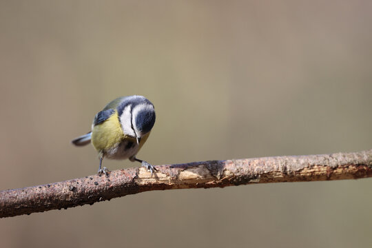 Blue tit in a park in Paris Ile de France France.