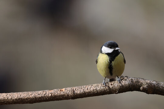 Great tit in a park in Paris Ile de France France.