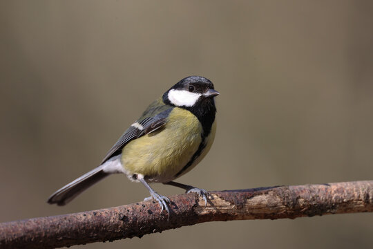 Great tit in a park in Paris Ile de France France.
