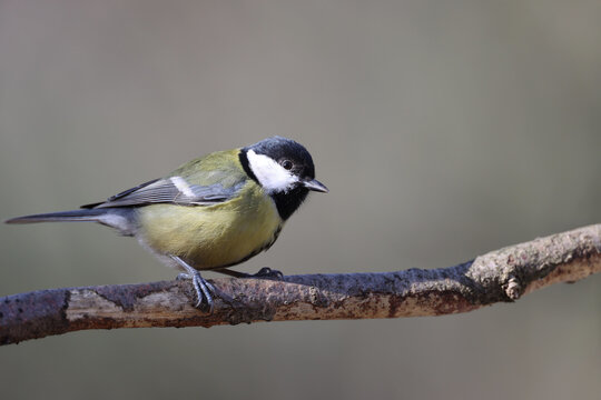 Great tit in a park in Paris Ile de France France.