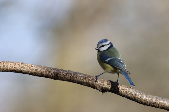 Blue tit in a park in Paris Ile de France France.