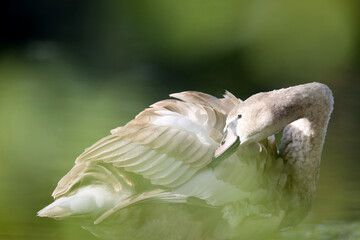 Mute swan in a park in Paris Ile de France France.