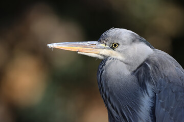 Gray heron in a park in Paris Ile de France France.