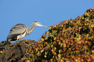 Gray heron in a park in Paris Ile de France France.