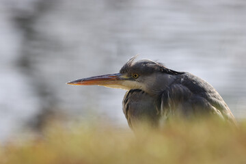 Gray heron in a park in Paris Ile de France France.