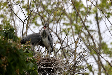 Gray herons in a park in Paris Ile de France France.