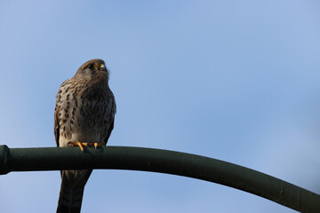 Kestrel in a park in Paris Ile de France France.