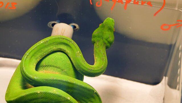 Green tree python (Morelia viridis) on a terraristic & aquaristic expo