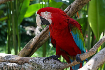 Red parrot scarlet macaw (Ara macao)