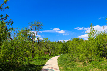 Pathway in park with green forest and blue sky