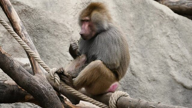 Hamadryas baboon (Papio hamadryas) in captivity