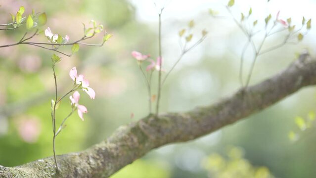 おだやかな晴れ間と透過光が美しいハナミズキの花