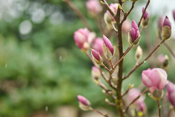 Obraz na płótnie Canvas Perfect nature background for spring or summer background. Pink magnolia flowers and soft blue cold dramatic foliage as relaxing moody nature closeup. Rain, blooming flowers, beautiful natural blossom