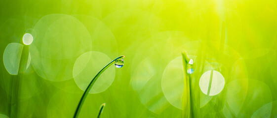 Fresh green grass banner with dew drops in morning sunlight. Beautiful nature closeup field...