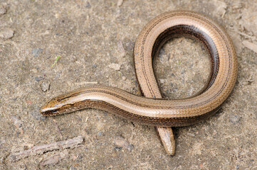 Rare animal, legless shiny harmless lizard slow worm on the ground