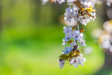 Branch of blossoming cherry macro with soft focus on gentle green grass meadow background in sunlight with copy space. Beautiful floral spring nature panoramic view. Closeup flowers, romance plants