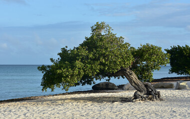 Wind Blown Divi Tree on a White Sand Beach