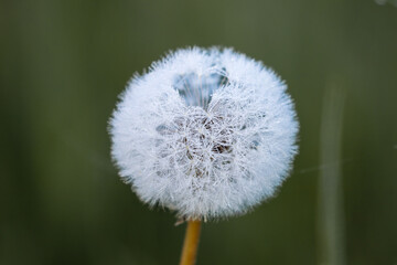 Common Dandelion - A flower with spores that fly through the air, a white ball that can be blown...