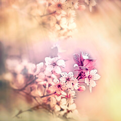 Selective and soft focus on flower tree, branch in bloom lit by sun rays, spring blossom background