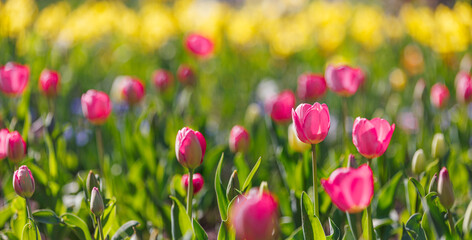 Obraz premium Beautiful closeup bright pink tulips on blurred spring sunny background. Amazing romantic springtime flowers background, love romance panoramic concept. Mothers day banner colorful dream nature meadow