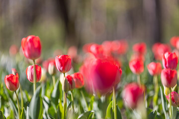 Fototapeta premium Beautiful colorful tulips on blurred spring park sunny background. Bright flowers closeup, love romance floral concept. Dreamy city park natural spring scene. Amazing nature sunny garden landscape