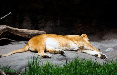 Lion resting on a rock in the sun 
