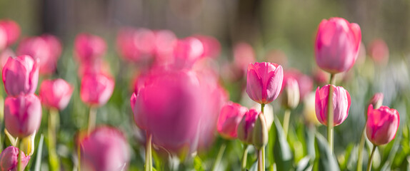 Obraz premium Beautiful closeup bright pink tulips on blurred spring sunny background. Amazing romantic springtime flowers background, love romance panoramic concept. Mothers day banner colorful dream nature meadow