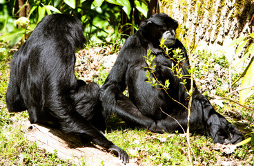 Monkeys at the Woodland Park Zoo sit outside enjoying the sunshine 