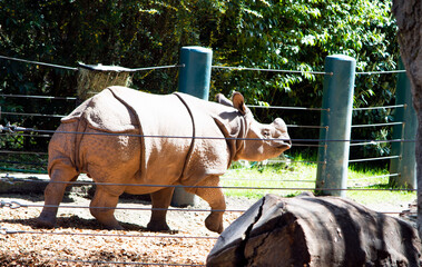 Rhino on the move