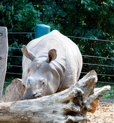 Exploring the Rhino enclosure at the Zoo