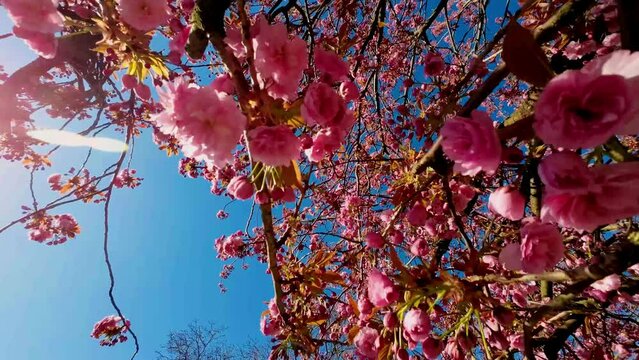 Japanische Kirschbl&uuml;te
