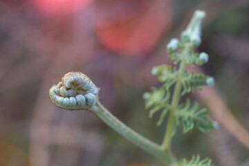 nature background with close-up of unopened fern leaves. young plant. space for copy