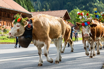 transhumance event in Charmey