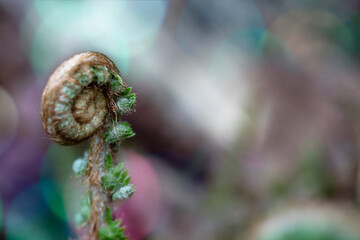 colorful background with close-up of spiral closed fern. nature. swirl. space for copy.