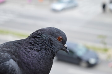 a pigeon sitting on the edge of a balcony above a city street