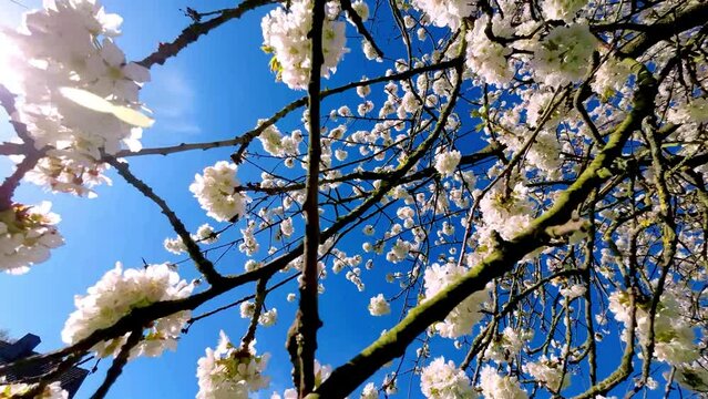 Kirschbl&uuml;te