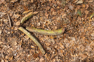 Pfeil aus Ästen auf dem Waldboden. 