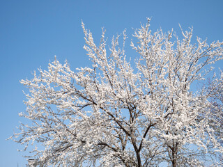 cherry blossom in spring on a sunny day