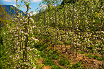 Fototapeta na wymiar Apfelblüte bei Eppan in Südtirol
