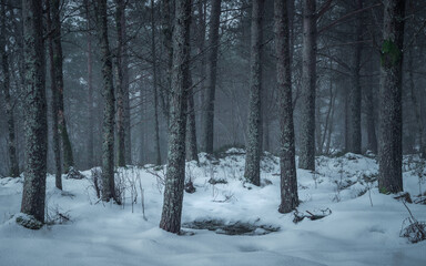 untouched snowy woodland