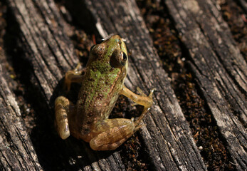 frog