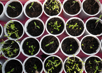 Planting seeds. Gardening, sowing seeds in pots. Sprouts, growing plant. DIY gardening. Sow vegetables in a nursery.