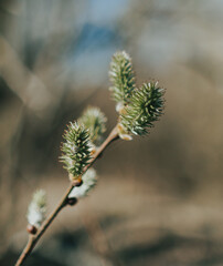 close up of willow